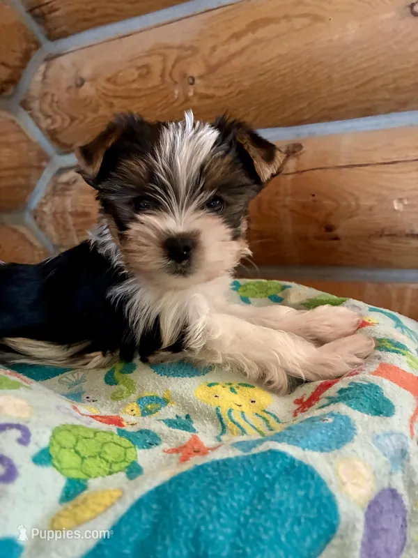 Megastar – Yorkshire Terrier puppy for sale in Townsend, MT
