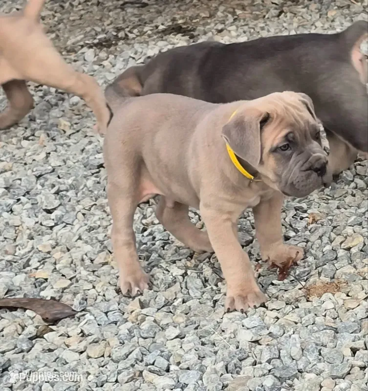 Tim – Cane Corso puppy for sale in Oxford, PA