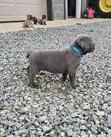 Todd, a male Cane Corso for sale in Oxford, PA – 3 of 10