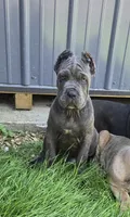 Peter, a male Cane Corso for sale in Oxford, PA – 9 of 10