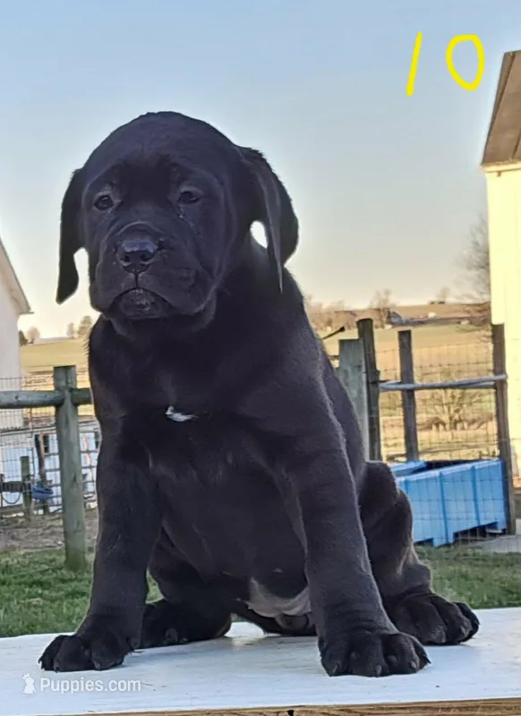 Ava – Cane Corso puppy for sale in Oxford, PA