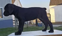 Ava, a female Cane Corso for sale in Oxford, PA – Photo 2 of 4