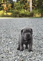 Tiger, a male Cane Corso for sale in Oxford, PA – 4 of 9