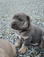 Toby, a male Cane Corso for sale in Oxford, PA – 5 of 8