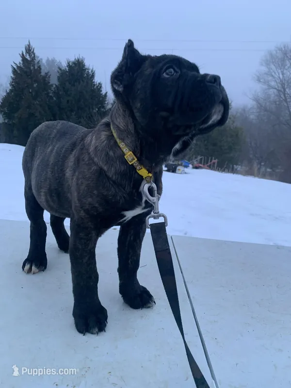Bruster – Cane Corso puppy for sale in Oxford, PA