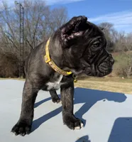 processed/9c8f5fce-64a8-496e-8445-cec928470b4f/listing/0d5d31bf-ed19-471a-b6de-621a8cc31c63/ec03caf9-3b8b-4c95-ba79-f68a688641d7