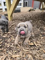 Paul, a male Cane Corso for sale in Oxford, PA – 7 of 7