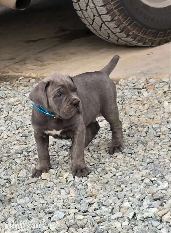 Todd – Cane Corso puppy for sale in Oxford, PA