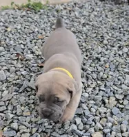 Tim, a male Cane Corso for sale in Oxford, PA – 2 of 6