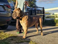 Toby, a male Cane Corso for sale in Oxford, PA – 7 of 8