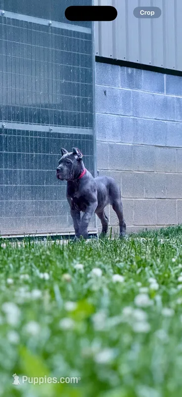 Molly – Cane Corso puppy for sale in Oxford, PA