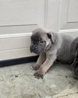 Tate, a female Cane Corso for sale in Oxford, PA – 9 of 9