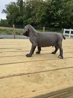 Peter, a male Cane Corso for sale in Oxford, PA – 5 of 7