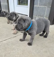 Todd, a male Cane Corso for sale in Oxford, PA – 6 of 10