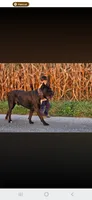 Paul, a male Cane Corso for sale in Oxford, PA – 2 of 7