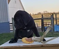 Asher, a male Cane Corso for sale in Oxford, PA – Photo 2 of 4