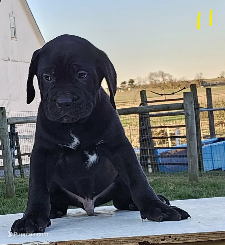 Asher – Cane Corso puppy for sale in Oxford, PA