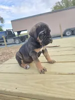 Pepper, a male Cane Corso for sale in Oxford, PA – 1 of 9
