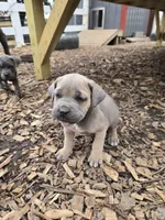 Paul, a male Cane Corso for sale in Oxford, PA – 6 of 7