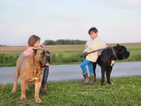 Todd, a male Cane Corso for sale in Oxford, PA – 9 of 10