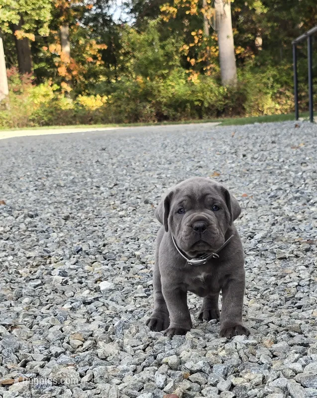 Tiger – Cane Corso puppy for sale in Oxford, PA