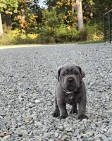 Tiger, a male Cane Corso for sale in Oxford, PA – 1 of 9