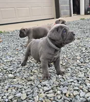 Tiger, a male Cane Corso for sale in Oxford, PA – 7 of 9