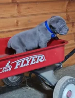 Mike, a male Cane Corso for sale in Oxford, PA – Photo 2 of 5