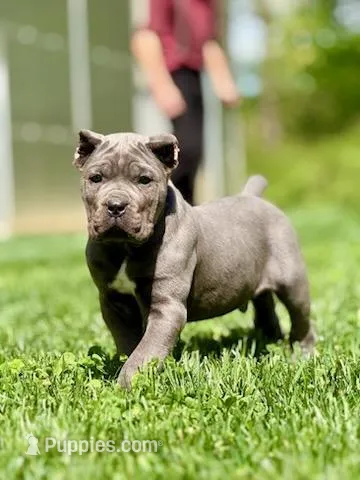 Mike – Cane Corso puppy for sale in Oxford, PA