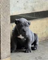 Mike, a male Cane Corso for sale in Oxford, PA – Photo 6 of 9