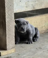 Mike, a male Cane Corso for sale in Oxford, PA – Photo 8 of 9