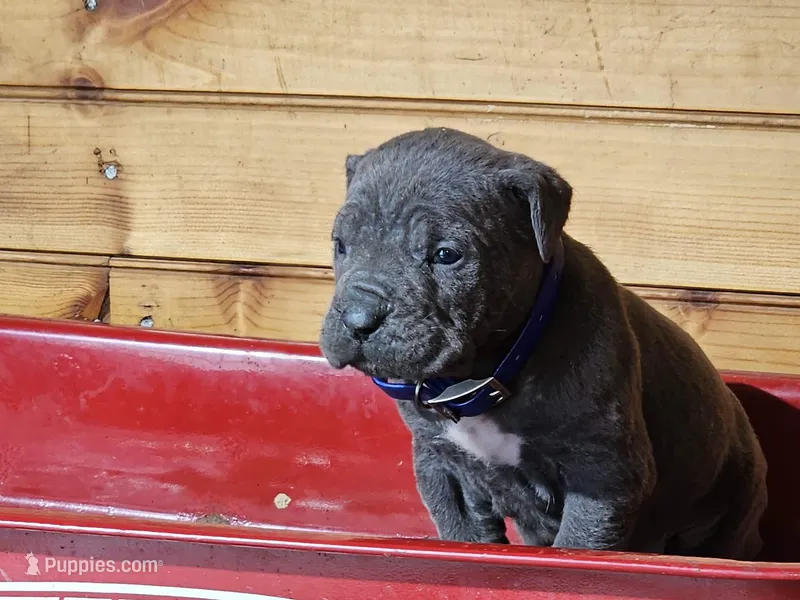 Mike – Cane Corso puppy for sale in Oxford, PA