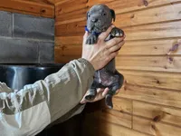 Mike, a male Cane Corso for sale in Oxford, PA – Photo 3 of 5