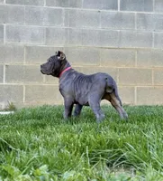 Molly, a female Cane Corso for sale in Oxford, PA – Photo 4 of 4