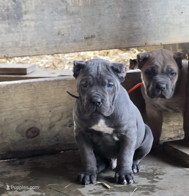 Mike – Cane Corso puppy for sale in Oxford, PA