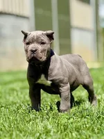 Mike, a male Cane Corso for sale in Oxford, PA – Photo 9 of 9