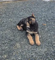 Purple collar, a male German Shepherd Dog for sale in Oxford, PA – Photo 5 of 5