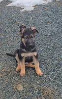 Purple collar, a male German Shepherd Dog for sale in Oxford, PA – Photo 1 of 5