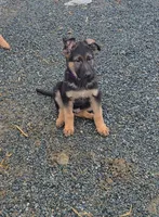 Purple collar, a male German Shepherd Dog for sale in Oxford, PA – Photo 2 of 5
