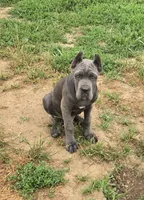 Peter Parker, a male Cane Corso for sale in Oxford, PA – 9 of 10