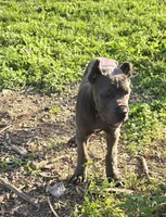 Peter Parker, a male Cane Corso for sale in Oxford, PA – 2 of 10