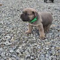 Thomas, a male Cane Corso for sale in Oxford, PA – 6 of 9