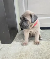 Taylor, a female Cane Corso for sale in Oxford, PA – 7 of 7