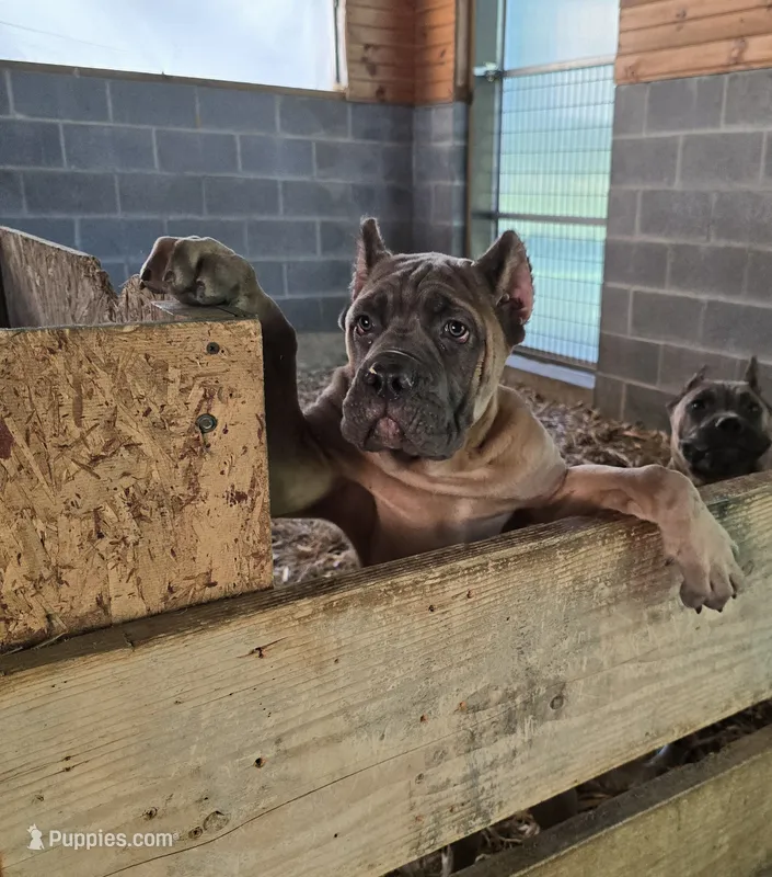 Molly – Cane Corso puppy for sale in Oxford, PA
