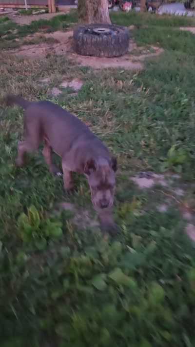 Peter Parker, a male Cane Corso for sale in Oxford, PA – 10 of 10