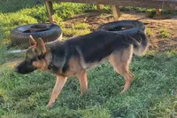 Violet, a female German Shepherd Dog for sale in Oxford, PA – Photo 2 of 5