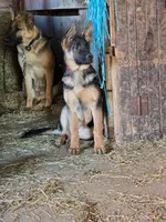 Violet, a female German Shepherd Dog for sale in Oxford, PA – Photo 5 of 5