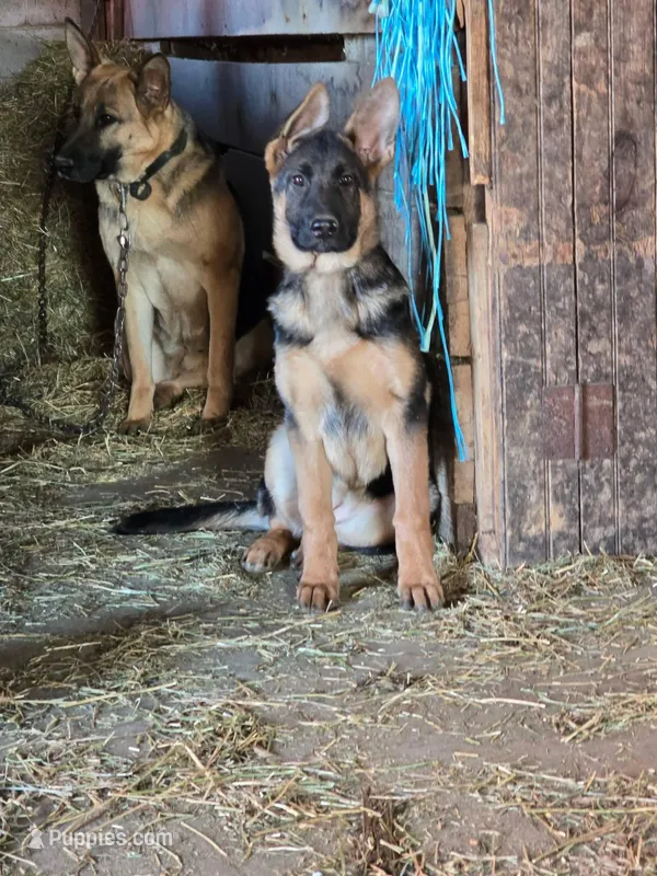 Violet – German Shepherd Dog puppy for sale in Oxford, PA