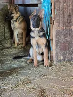 Violet, a female German Shepherd Dog for sale in Oxford, PA – Photo 1 of 5
