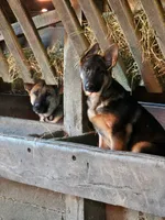 Violet, a female German Shepherd Dog for sale in Oxford, PA – Photo 3 of 5